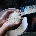 خرید و فروش عمده برنج ممتاز شمال کشت دوم در بابل